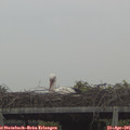 07_30-mast.jpg