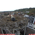 07_30-nest.jpg