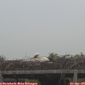 07_35-mast.jpg