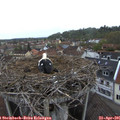 07_35-nest.jpg