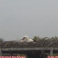 07_40-mast.jpg