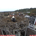 07_40-nest.jpg