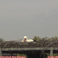 07_50-mast.jpg