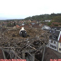 07_50-nest.jpg