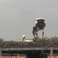 07_55-mast.jpg