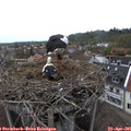 07_55-nest.jpg