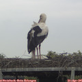 08_00-mast.jpg
