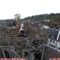08_00-nest.jpg