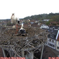 08_05-nest.jpg