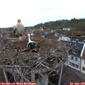 08_10-nest.jpg