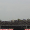 08_15-mast.jpg
