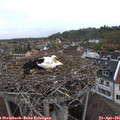 08_15-nest.jpg