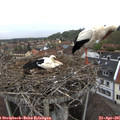 08_20-nest.jpg