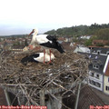 08_25-nest.jpg