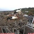 08_30-nest.jpg