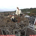 08_35-nest.jpg