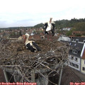 08_40-nest.jpg
