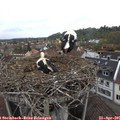 08_45-nest.jpg