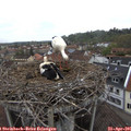 08_50-nest.jpg