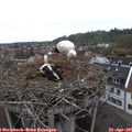 08_55-nest.jpg