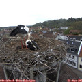 09_00-nest.jpg