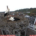 09_05-nest.jpg