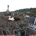 09_10-nest.jpg