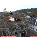 09_15-nest.jpg