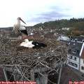 09_20-nest.jpg