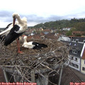 09_25-nest.jpg