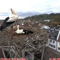 09_30-nest.jpg