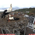 09_35-nest.jpg