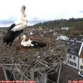 09_40-nest.jpg