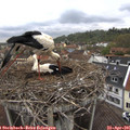 09_45-nest.jpg