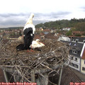 09_50-nest.jpg