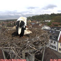 09_55-nest.jpg