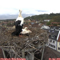 10_00-nest.jpg