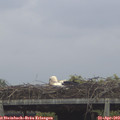 10_05-mast.jpg
