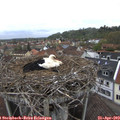 10_05-nest.jpg