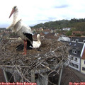 10_10-nest.jpg