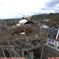 10_15-nest.jpg