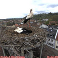 10_20-nest.jpg