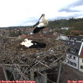 10_25-nest.jpg