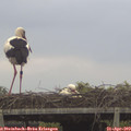 10_30-mast.jpg