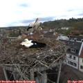 10_30-nest.jpg