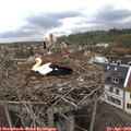 10_40-nest.jpg