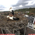 10_45-nest.jpg