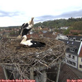 10_50-nest.jpg