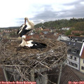 10_55-nest.jpg