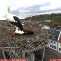 11_00-nest.jpg